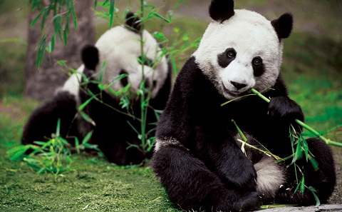 成都到熊猫乐园九寨沟黄龙真纯玩熊猫主题3日游